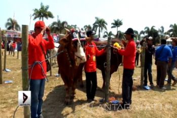 (Video) Kontes Hewan Ternak untuk Angkat Potensi Peternakan
