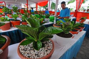Tanaman Anthurium