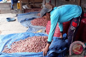 Solok Membentuk Tim Stabilitas Harga Bawang Merah