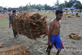 Turunnya Hujan Berdampak Anjloknya Harga Tembakau di Jember