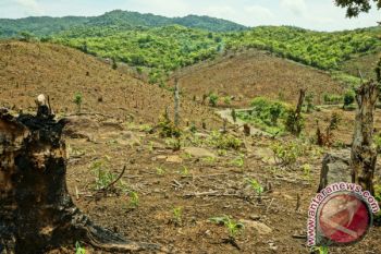 Legalitas Tenaga Teknis Perusahaan Kayu Sumbawa Dicabut