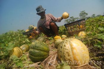 Panen Buah Blewah
