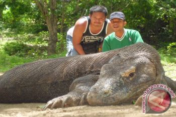 BTNK: Belum ada komodo yang stres