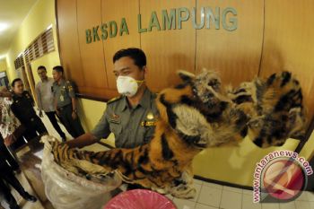 Kulit harimau