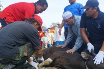IMRA Riau Komplek Bagikan Ribuan Kantong Daging Kurban