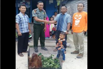 Anak Orangutan Ditemukan Warga di Kebun Sawit 