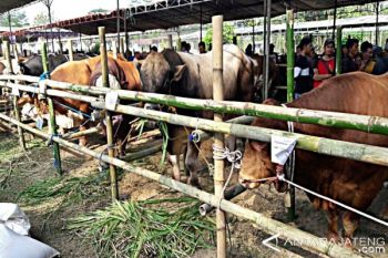 Puluhan Sapi Ikuti Kontes di Boyolali 