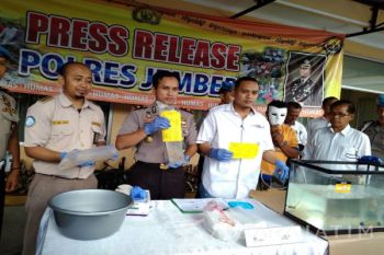 Polres Jember Ungkap Penyelundupan Ribuan Benur di Pantai Selatan