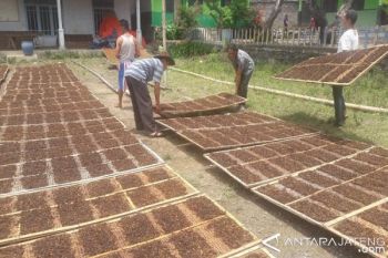 Diguyur Hujan, Harga Tembakau di Temanggung Turun