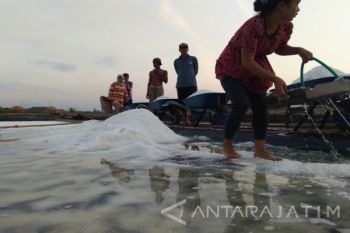 Garam Krosok Petani Probolinggo Naik Dampak Musim Hujan