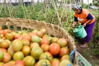 HARGA TOMAT NAIK