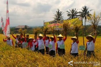 Petani Kota Magelang Panen Padi Aromatik Unsoed-1
