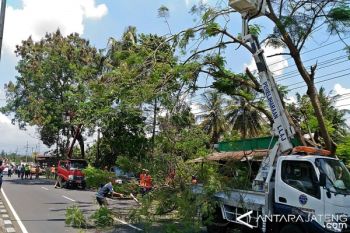 Tim Gabungan Bergotong Royong Antisipasi Pohon Tumbang