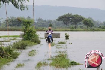 Banjir Di Parimo Petani Terancam Gagal Panen 