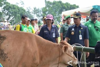 Pemkab Batang Gelar Kontes Sapi Unggulan 