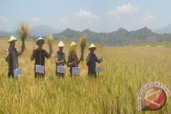 Tenaga Para Penyuluh Digenjot