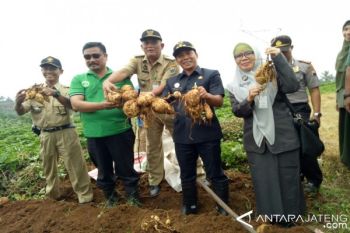 Petani Batang Ekspor Ubi Jalar ke Jepang &amp; Korea