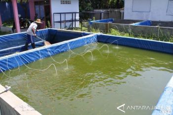 Pekalongan Kembangkan Budidaya Nila Talina 