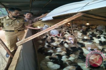 Pemkab Kolaka Berikan Bantuan Bibit Bagi Peternak