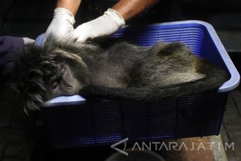 Pemeriksaan Kesehatan Lutung Jawa