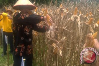 Belum Desember, Produksi Jagung Pesisir Selatan Telah Melebih Target