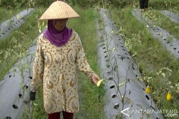 Tanaman Terung di Temanggung Busuk Akibat Hujan 