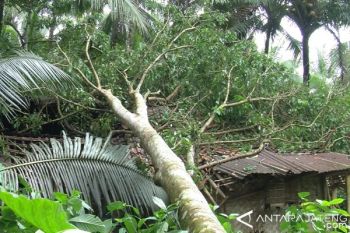 Puluhan Rumah di Banyumas Tertimpa Pohon Tumbang (VIDEO)