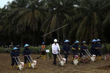 Presiden Jokowi Mulai Peremajaan Kelapa Sawit Sumsel