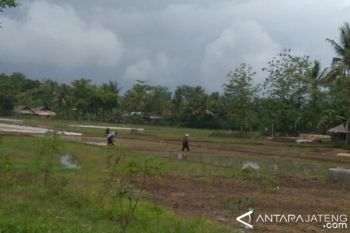 Petani hutan di Pati tolak tanam tebu