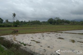 Sebagian Petani di Cilacap Terlambat Tanam