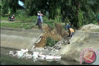 Tanggul Irigasi Jebol, Ribuan Hektare Lahan Pertanian Terancam Kekeringan