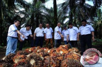 Cara mengantisipasi penurunan harga sawit