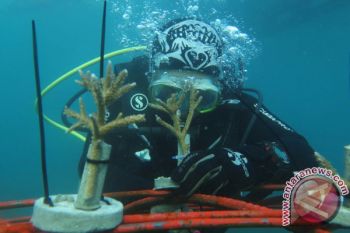 Pariaman Plants 1,500 Breeding Coral Reefs