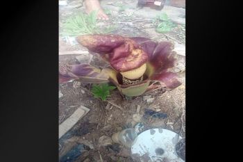 Terbilang Langka! Warga Ramai-ramai Abadikan Foto "Bunga Suweg" di Kotawaringin Timur