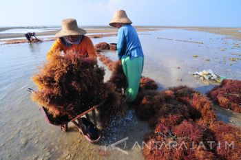 Harga Rumput Laut Sayur Turun