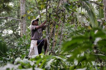Produksi Kopi Ekselsa