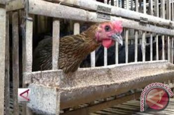 BPTP NTB Bangun Percontohan Pembibitan Ayam KUB