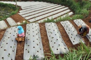Curah Hujan Tinggi, Petani di Purbalingga Tunda Tanam Cabai 