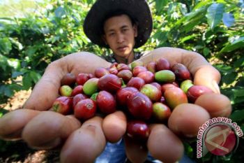 Pemprov Sulsel rancang proyek percontohan hilirisasi kopi