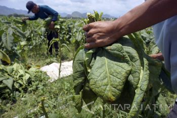 Harga Tembakau Turun