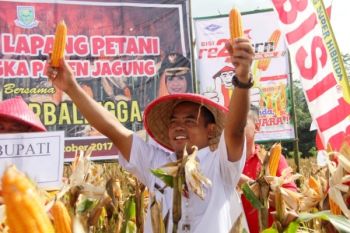 Pejabat: Purbalingga Surplus Jagung 18.000 Ton