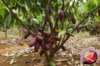 Kementan tetapkan Kolaka Timur proyek pengembangan kakao