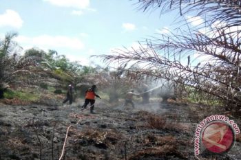 BPBD ingatkan bahaya karhutla di Sumbar