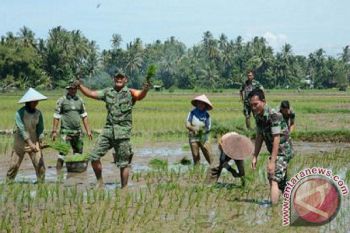 Babinsa Koto Tangah Semangat Tanam Padi
