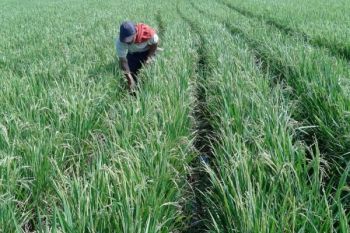 Teknologi PATBO SUPER Budidaya Padi Menghemat Air 75 Persen