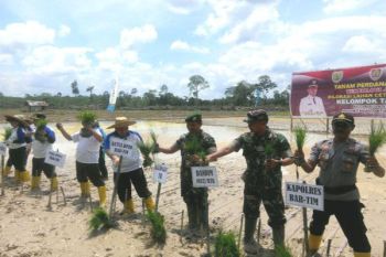 Bupati Bartim Tanam Perdana Padi Sawah 
