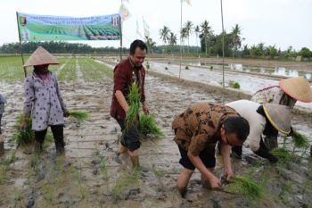 Upaya Waykanan dukung Lampung swasembada pangan