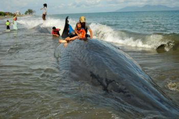 News Focus - Saving Indonesia`s marine life    by Rahmad Nasution