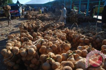 Produksi Kelapa Sumbar 78.902 Ton Per Tahun, Terbanyak Padangpariaman