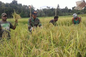 Babinsa Mindiptana bantu petani panen padi